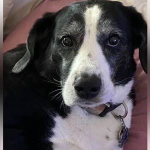 RIP My Sweet Charlie!  1/20/2012-12/09/2023